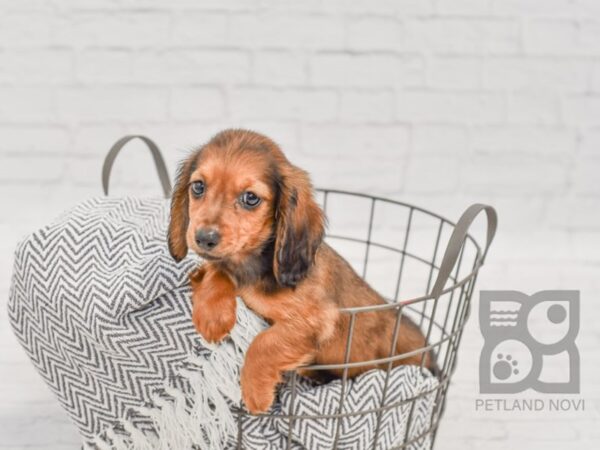 Dachshund DOG Male Wild Boar 34415 Petland Novi, Michigan