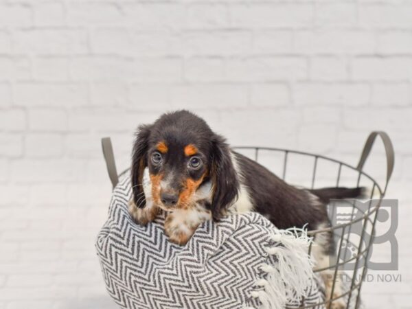 Dachshund DOG Female Black/Tan/ White Piebald 34416 Petland Novi, Michigan