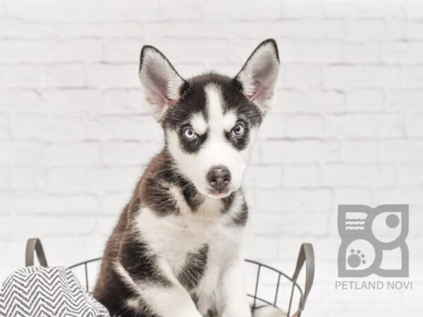 Siberian Husky DOG Female Black & White 34417 Petland Novi, Michigan