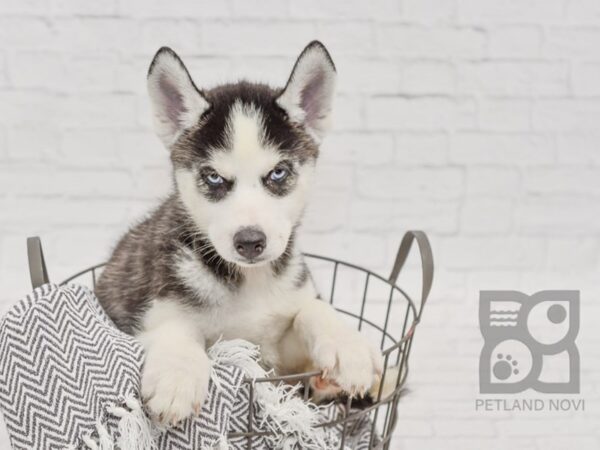 Siberian Husky-DOG-Female-Black & White-34418-Petland Novi, Michigan