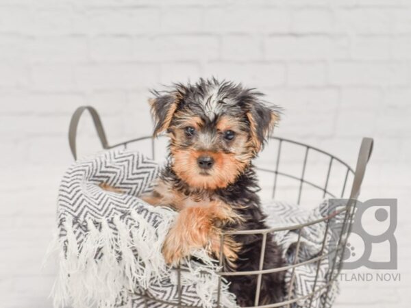 Yorkshire Terrier-DOG-Male-Black & Tan-34419-Petland Novi, Michigan