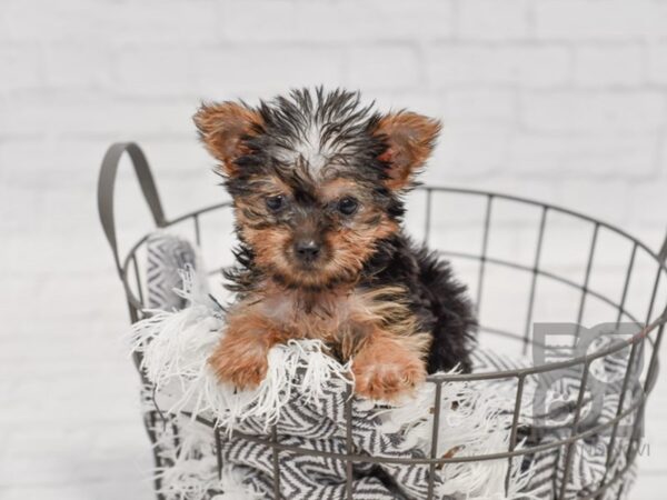 Yorkshire Terrier-DOG-Female-Black & Tan-34420-Petland Novi, Michigan