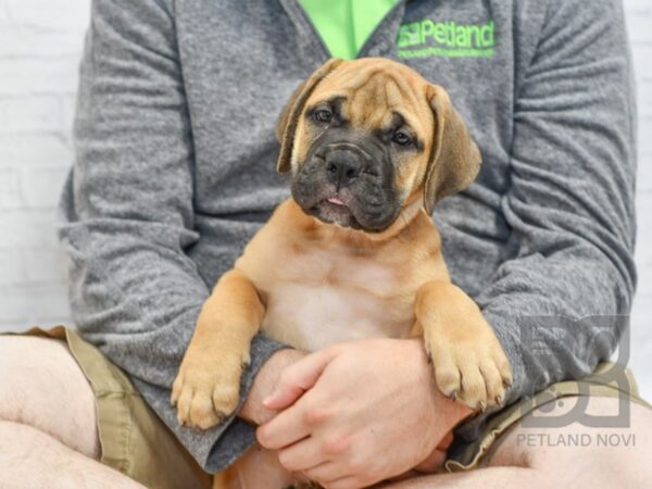 Bullmastiff DOG Female Fawn w/Blk Mask 34421 Petland Novi, Michigan