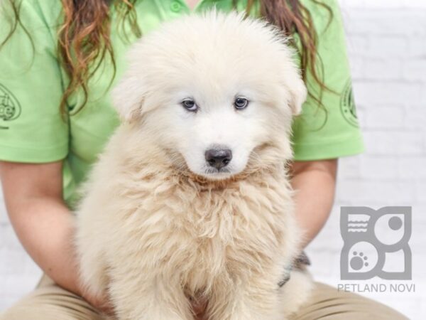 Samoyed DOG Male White 34422 Petland Novi, Michigan