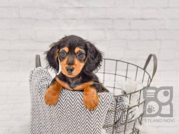 Dachshund DOG Male Black / Tan 34409 Petland Novi, Michigan