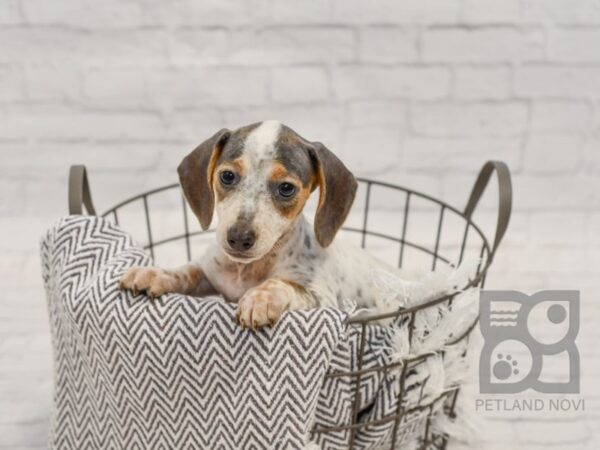 Dachshund DOG Female White / Blue 34410 Petland Novi, Michigan