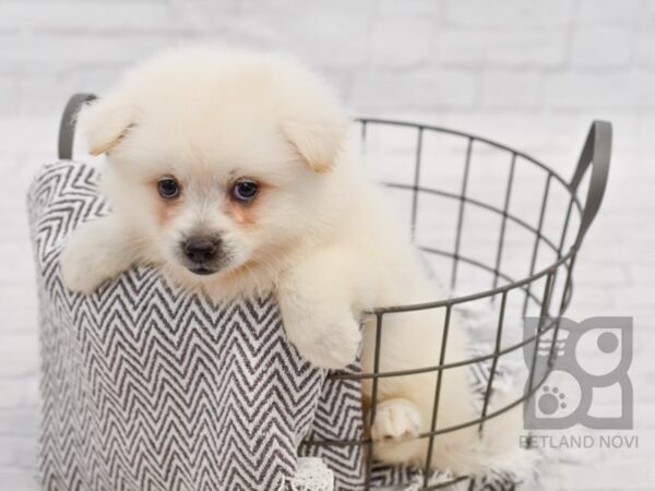 Huskimo-DOG-Female-BLK WH-34423-Petland Novi, Michigan