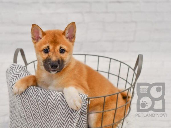 Shiba Inu-DOG-Female-RED-34424-Petland Novi, Michigan