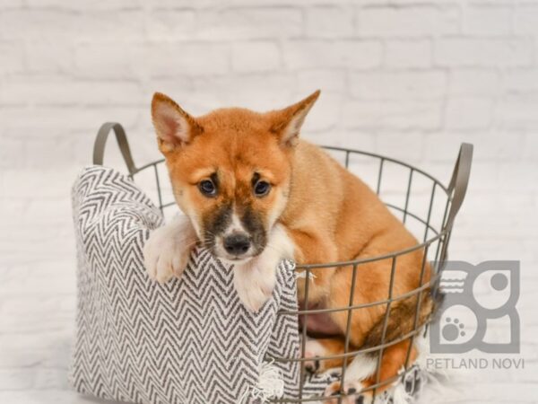 Shiba Inu-DOG-Male-RED-34425-Petland Novi, Michigan