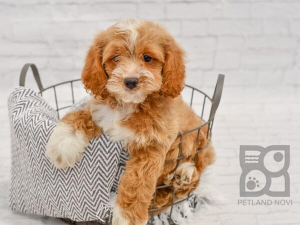 Cockapoo-DOG-Male-RED WH-34426-Petland Novi, Michigan