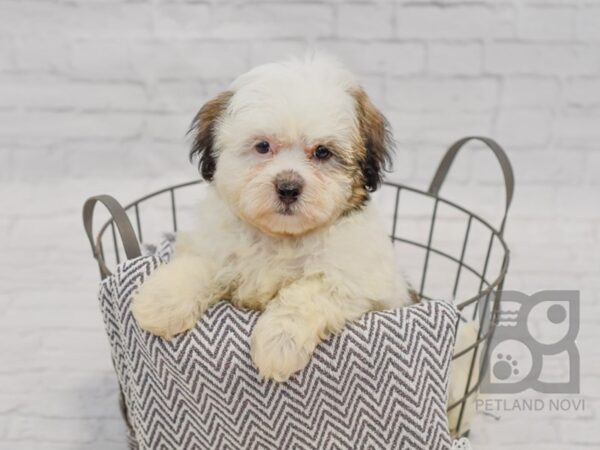 Hava Tzu DOG Male BROWN WHITE 34427 Petland Novi, Michigan