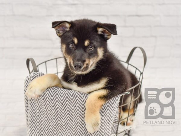 Pomsky DOG Male Black, Brown & White 34429 Petland Novi, Michigan