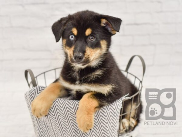 Pomsky-DOG-Male-Black, Brown & White-34430-Petland Novi, Michigan