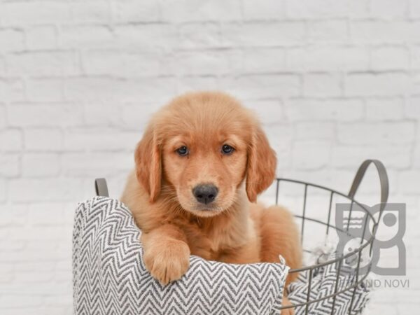 Golden Retriever-DOG-Female-Golden-34431-Petland Novi, Michigan