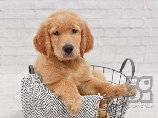 Golden Retriever-DOG-Female-Golden-34432-Petland Novi, Michigan