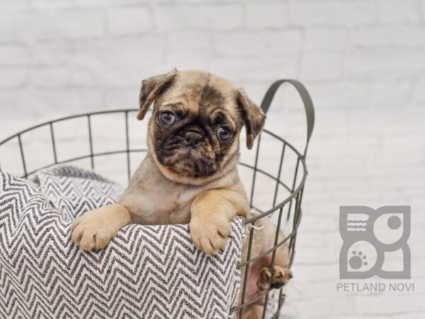 Pug-DOG-Female-Fawn Merle-34433-Petland Novi, Michigan