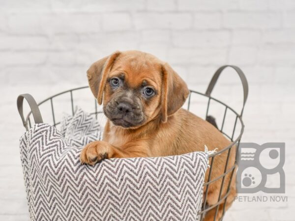 Puggle-DOG-Female-Fawn Merle-34434-Petland Novi, Michigan