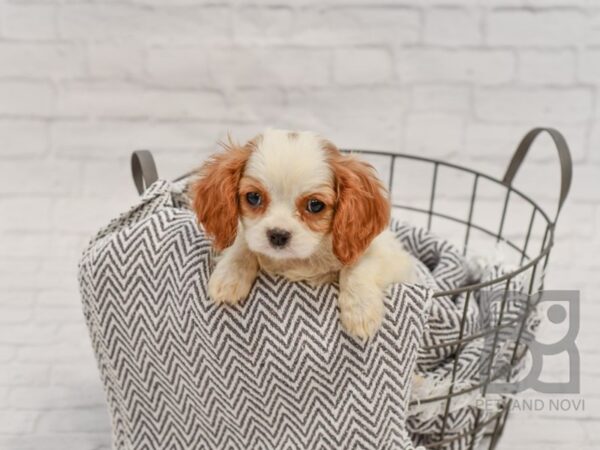 Cavalier King Charles Spaniel-DOG-Male-Blenheim-34435-Petland Novi, Michigan