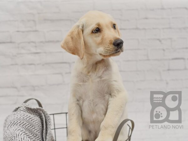 Labrador Retriever-DOG-Male-Yellow-34436-Petland Novi, Michigan