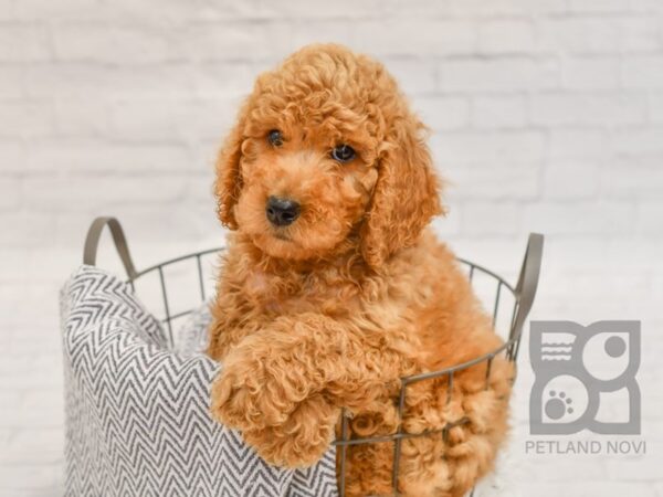 Poodle DOG Male Red 34437 Petland Novi, Michigan