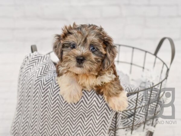 Shih Poo-DOG-Female-Blue Merle-34438-Petland Novi, Michigan