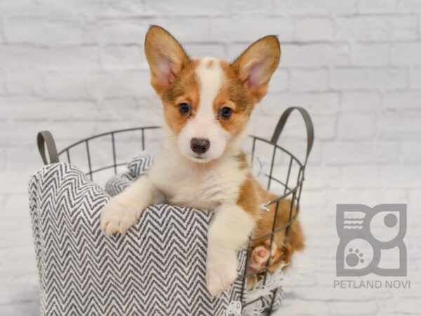 Cardigan/Pembroke Corgi DOG Male Sesame 34440 Petland Novi, Michigan