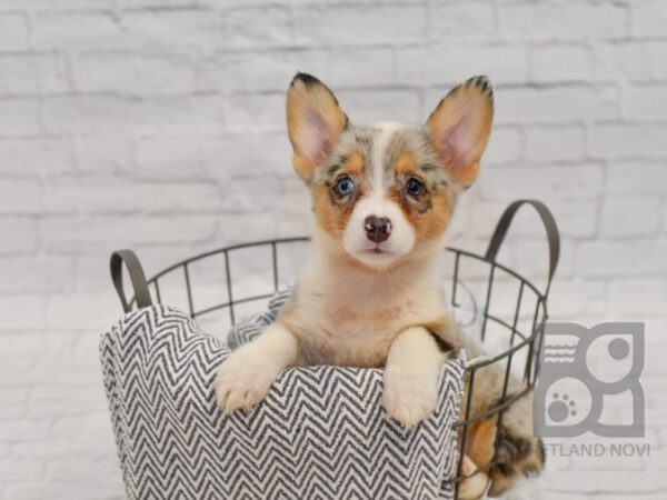 Cardigan/Pembroke Corgi DOG Male Merle 34441 Petland Novi, Michigan