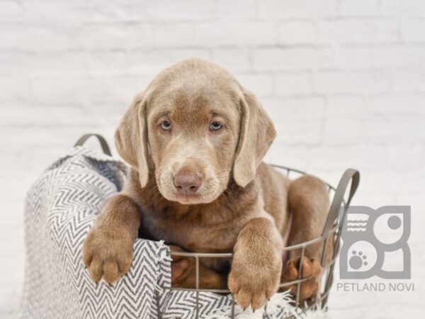 Labrador Retriever-DOG-Male-Silver-34442-Petland Novi, Michigan