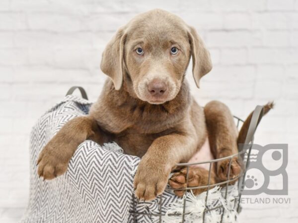 Labrador Retriever-DOG-Male-Silver-34443-Petland Novi, Michigan