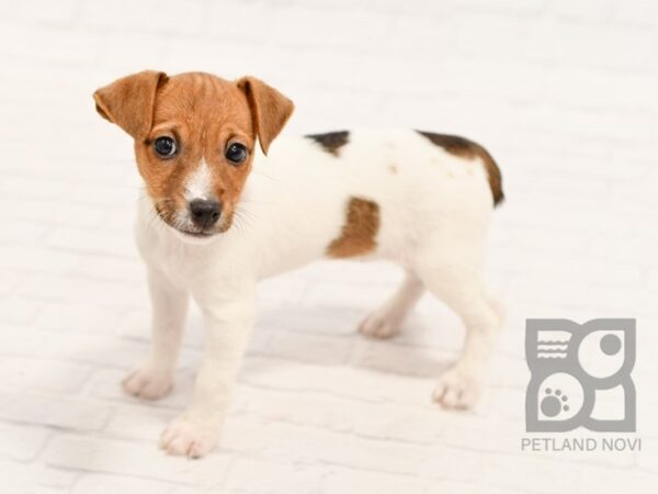 Jack Russell Terrier DOG Female White / Brown 34444 Petland Novi, Michigan