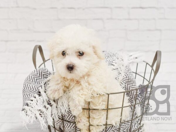 Bichon Frise DOG Male White 34445 Petland Novi, Michigan