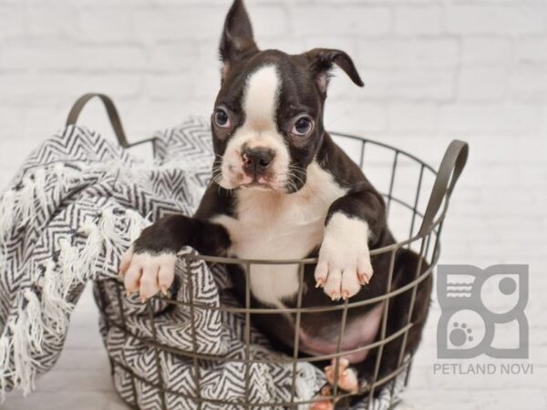 Boston Terrier DOG Male Black / White 34446 Petland Novi, Michigan