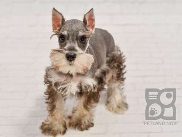 Miniature Schnauzer DOG Female Salt / Pepper 34447 Petland Novi, Michigan