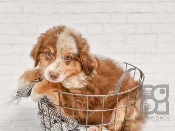 Mini Aussie DOG Male RED MERLE 34448 Petland Novi, Michigan