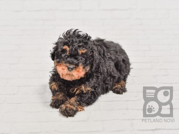 Poodle DOG Female Black & Tan 34450 Petland Novi, Michigan