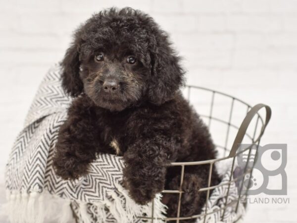 Mini Goldendoodle-DOG-Female-Black-34451-Petland Novi, Michigan