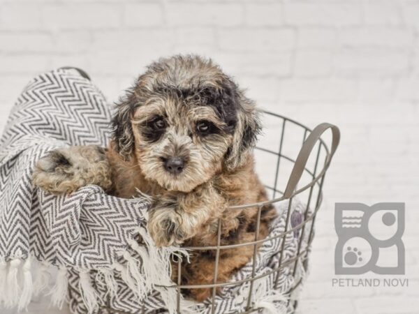 Mini Goldendoodle-DOG-Female-Blue Merle-34452-Petland Novi, Michigan