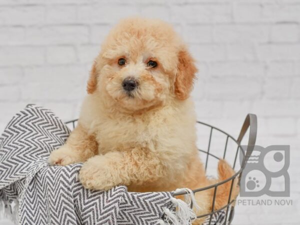 Mini Goldendoodle-DOG-Female-Red-34453-Petland Novi, Michigan