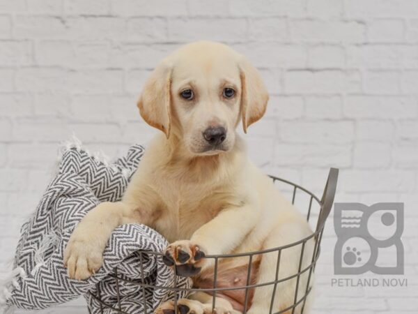 Labrador Retriever-DOG-Female-Cream-34454-Petland Novi, Michigan