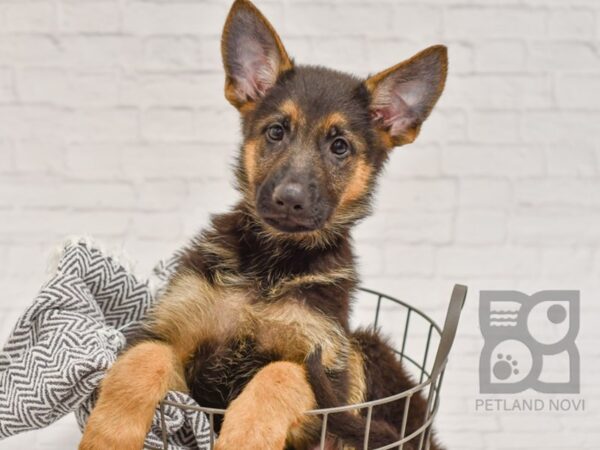 German Shepherd DOG Male Black & Red 34455 Petland Novi, Michigan