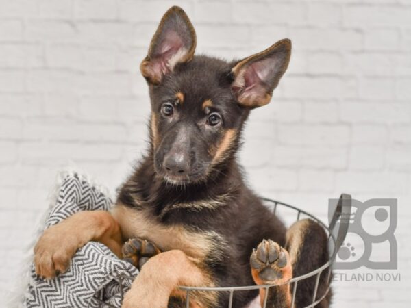 German Shepherd DOG Female Black & Red 34456 Petland Novi, Michigan