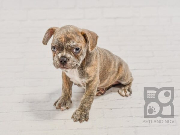 Frenchton-DOG-Female-Blue White Markings-34457-Petland Novi, Michigan