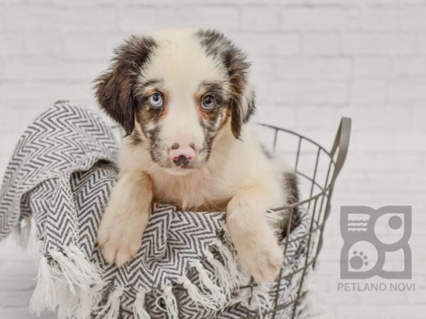 3/4 Aussie/1/4 Border DOG Male Blue Merle 34458 Petland Novi, Michigan