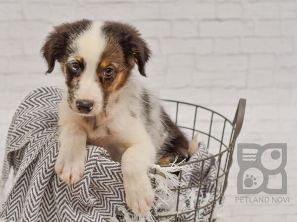 3/4 Aussie/1/4 Border-DOG-Female-Blue Merle-34459-Petland Novi, Michigan