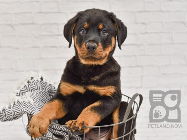 Rottweiler DOG Male Black & Tan 34460 Petland Novi, Michigan