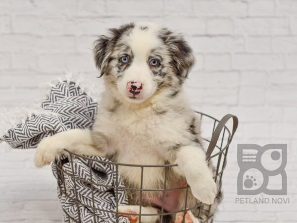 Aussiemo-DOG-Male-Blue Merle-34461-Petland Novi, Michigan