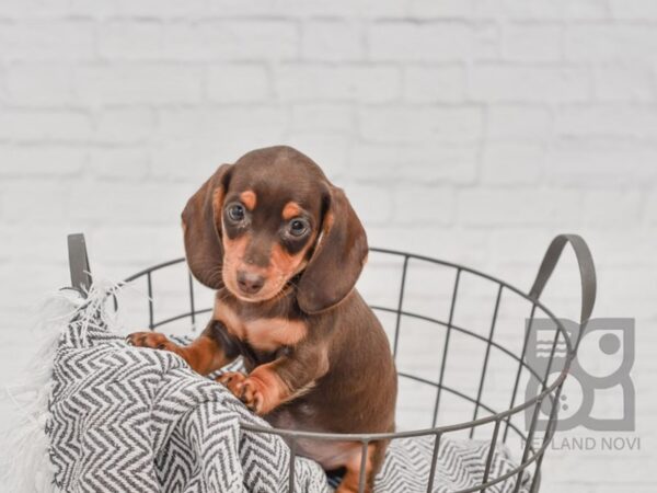 Dachshund DOG Male Chocolate & Tan 34462 Petland Novi, Michigan