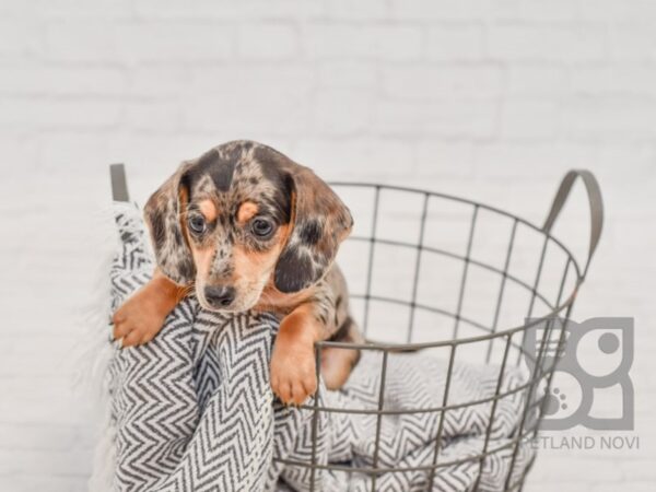 Dachshund-DOG-Male-Black & Tan Dapple-34463-Petland Novi, Michigan