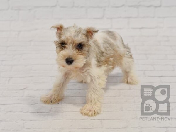 Miniature Schnauzer DOG Female Chocolate Merle 34465 Petland Novi, Michigan