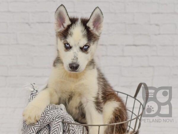 Siberian Husky-DOG-Male-Black / White-34466-Petland Novi, Michigan